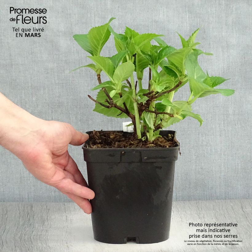 Hortensia macrophylla La Marne - Hydrangea Maceta 2L/3L Ejemplar entregado en la primavera