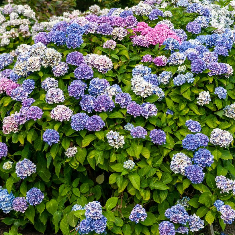 Hortensia macrophylla La Marne - Hydrangea (Porte)