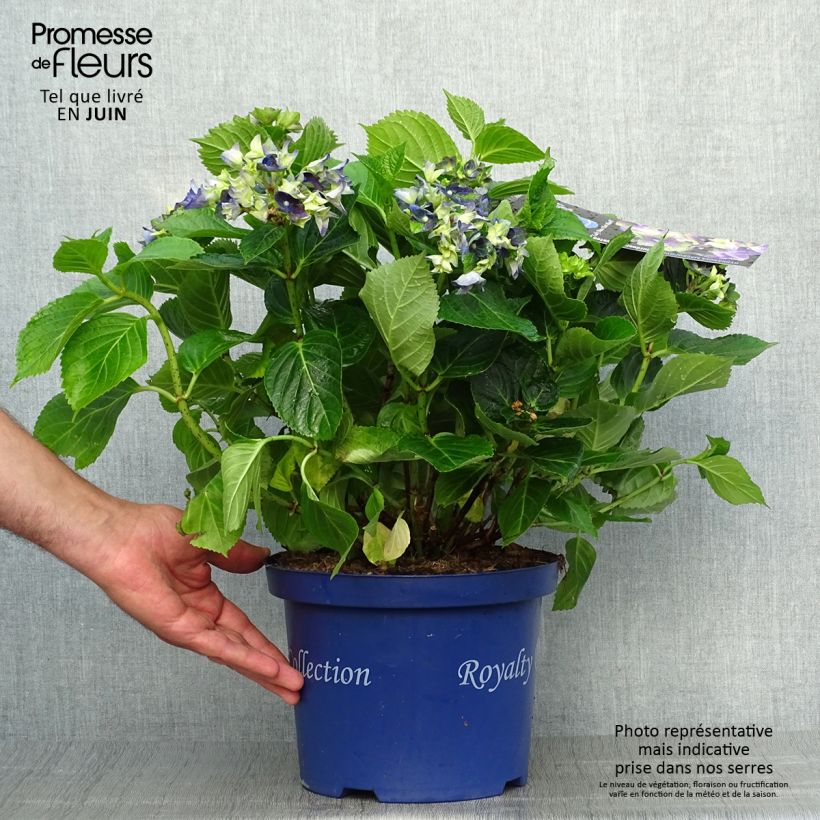 Ejemplar de Hortensia macrophylla Lady Mata Hari - Hydrangea Maceta 2L/3L entregado en verano