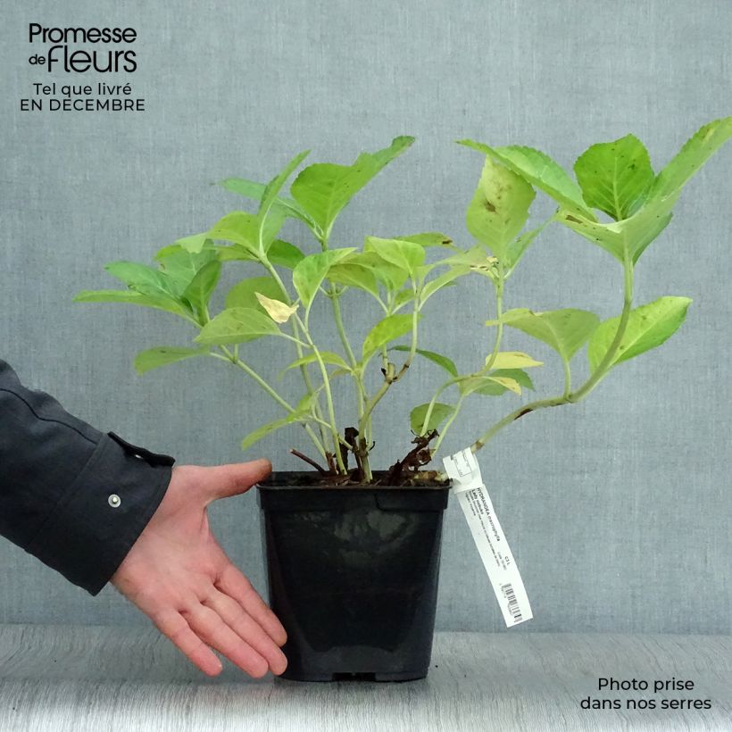Hortensia macrophylla Lady Nobuko - Hydrangea Maceta 2L/3L Ejemplar entregado en invierno