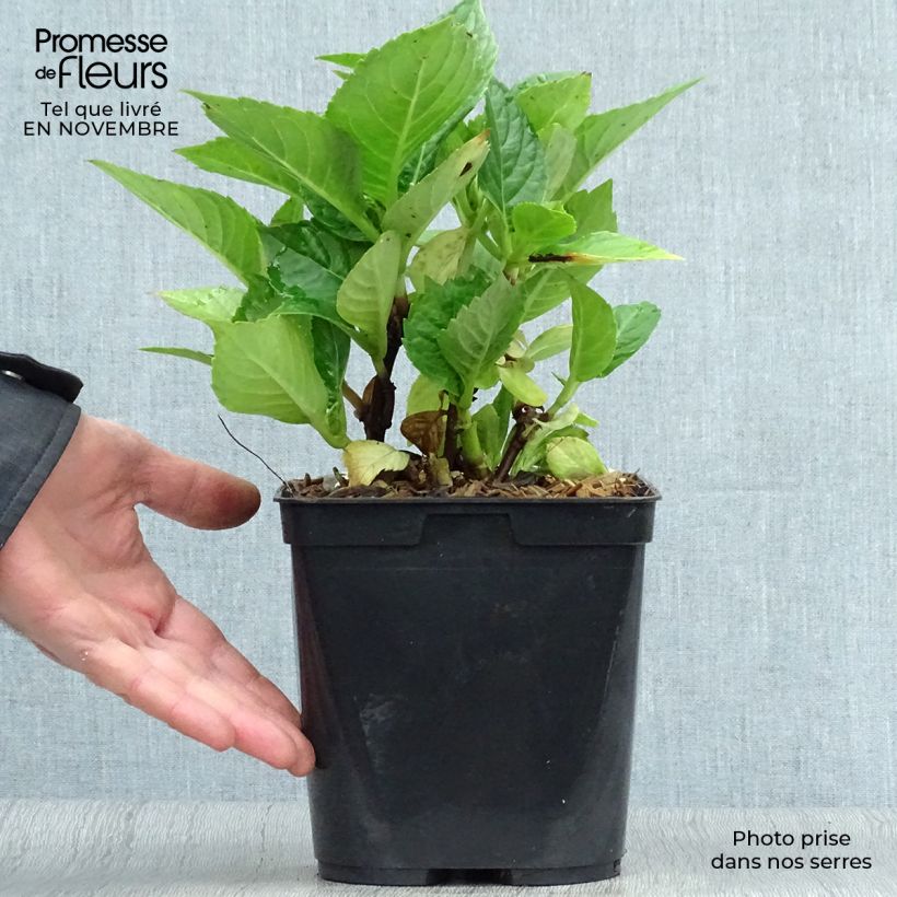 Ejemplar de Hortensia macrophylla Leuchtfeuer - Hydrangea Maceta 2L/3L entregado en otoño