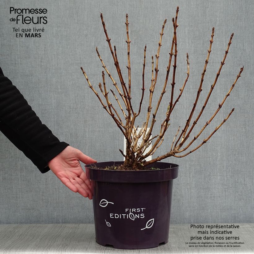 Hortensia macrophylla Light'o'Day - Hydrangea Maceta 7,5L/10L Ejemplar entregado en invierno