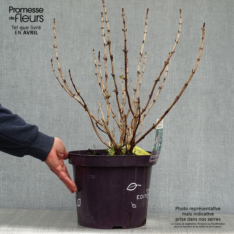 Hortensia macrophylla Light'o'Day - Hydrangea Maceta 7,5L/10L Ejemplar entregado en la primavera