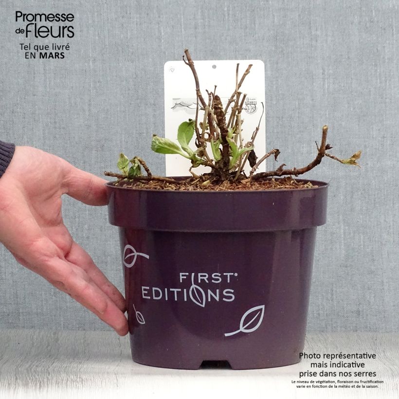 Hortensia macrophylla Light'o'Day - Hydrangea Maceta 3L/4L Ejemplar entregado en la primavera