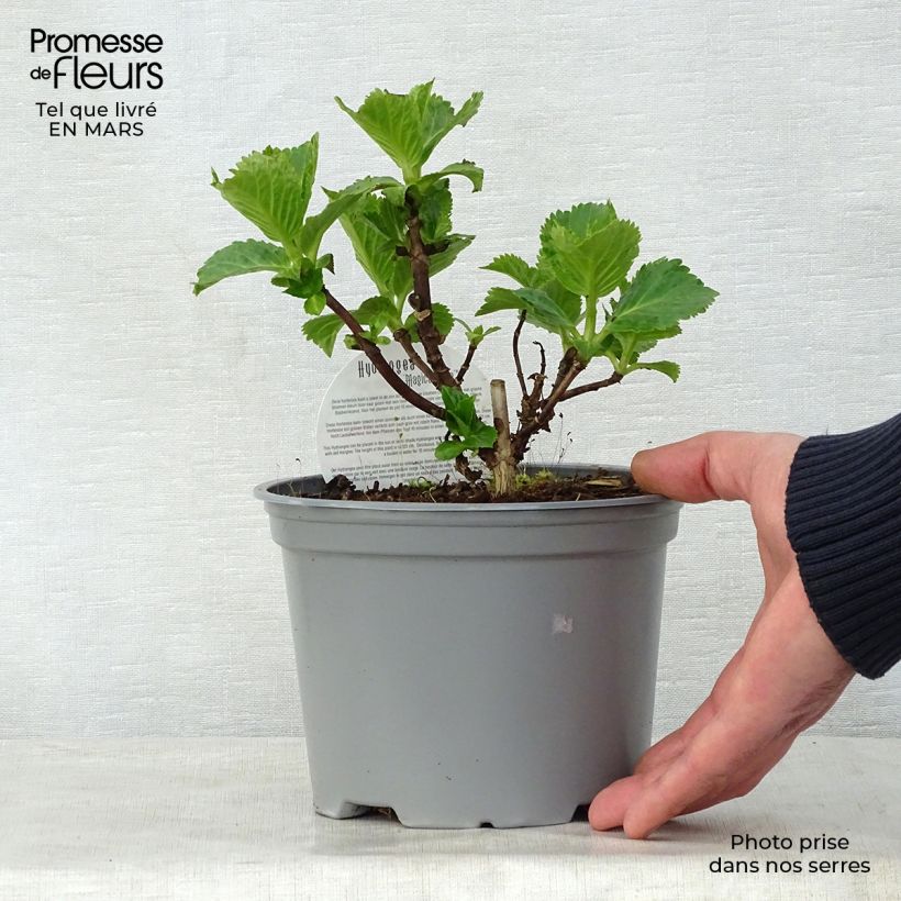 Hortensia macrophylla Magical Jade - Hydrangea Maceta 2L/3L Ejemplar entregado en la primavera