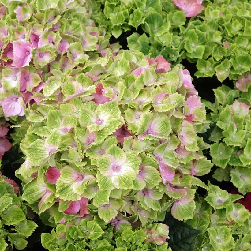Hortensia macrophylla Magical Jewel rosa - Hydrangea (Floración)