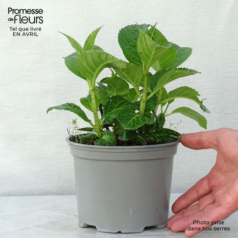 Hortensia macrophylla Magical Noblesse - Hydrangea Maceta 2L/3L Ejemplar entregado en la primavera