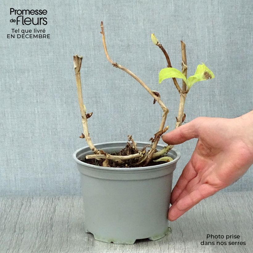 Hortensia macrophylla Magical Noblesse - Hydrangea Maceta 2L/3L Ejemplar entregado en invierno