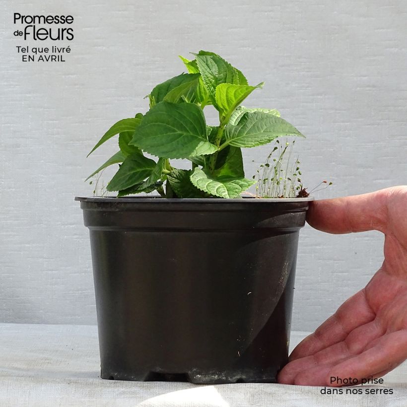 Hortensia macrophylla Magical Revolution Bleu - Hydrangea Maceta 1,5L/2L Ejemplar entregado en la primavera