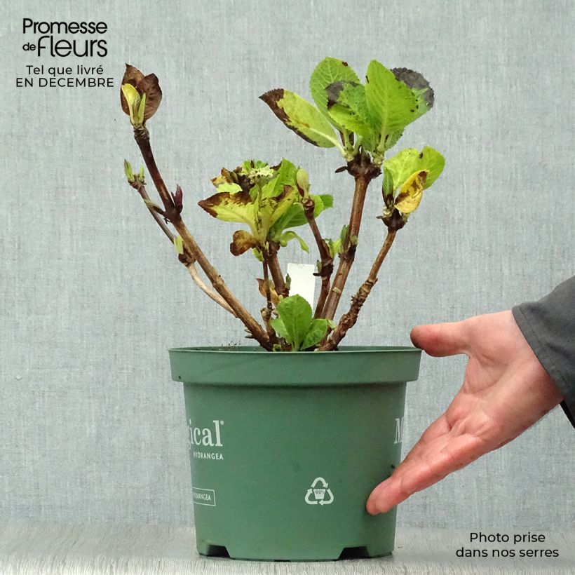 Hortensia macrophylla Magical Revolution Rose - Hydrangea Maceta 2L/3L Ejemplar entregado en invierno