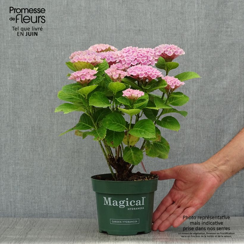 Ejemplar de Hortensia macrophylla Magical Revolution Rose - Hydrangea Maceta 2L/3L entregado en verano