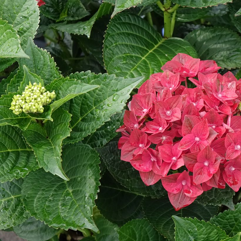 Hortensia macrophylla Magical Ruby Tuesday - Hydrangea (Follaje)