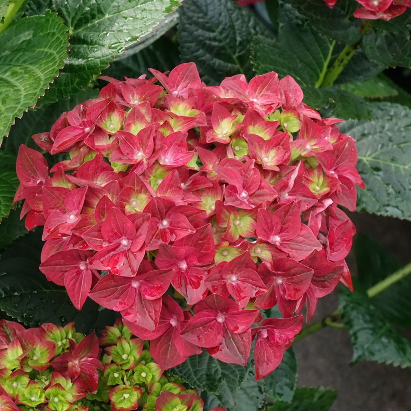 Hortensia macrophylla Magical Ruby Tuesday - Hydrangea (Floración)