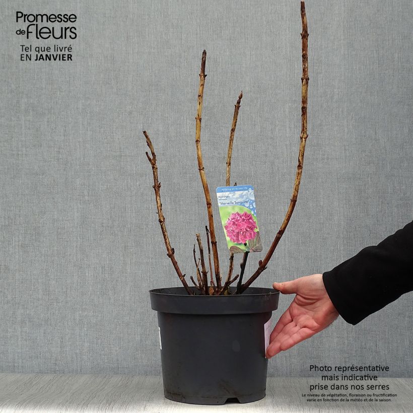 Hortensia macrophylla Merveille Sanguine - Hydrangea Maceta 7,5L/10L Ejemplar entregado en invierno