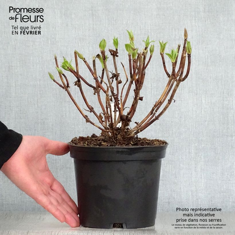 Hortensia macrophylla Teller Messalina - Hydrangea Maceta 2L/3L Ejemplar entregado en invierno