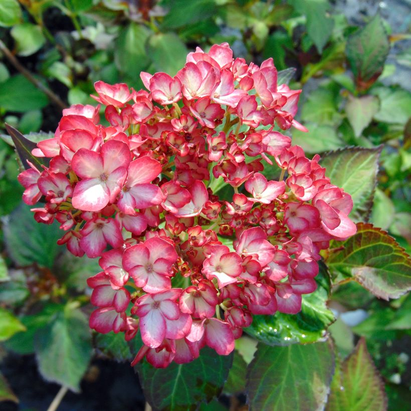 Hydrangea macrophylla Mirai - Hortensia (Floración)