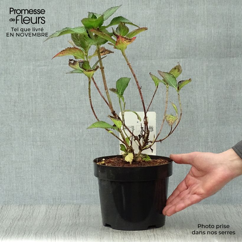Ejemplar de Hydrangea macrophylla Mirai - Hortensia Maceta 3L/4L entregado en otoño