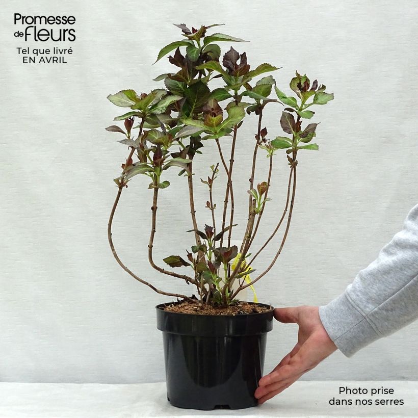 Hortensia - Hydrangea macrophylla Mirai Maceta 3L/4L Ejemplar entregado en la primavera