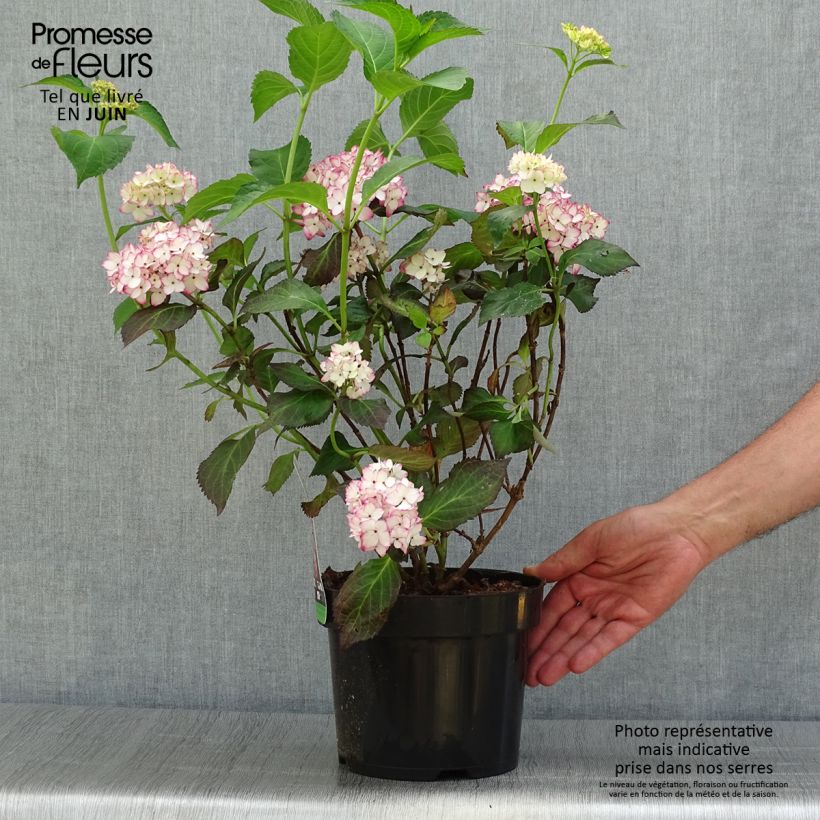 Ejemplar de Hydrangea macrophylla Mirai - Hortensia Maceta 3L/4L entregado en verano