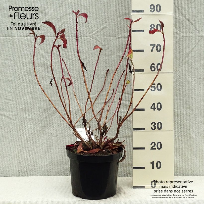 Ejemplar de Hydrangea macrophylla Mirai - Hortensia Maceta 7,5L/10L entregado en otoño