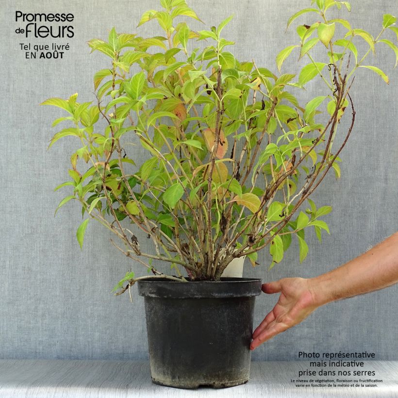 Ejemplar de Hydrangea macrophylla Mirai - Hortensia Maceta 7,5L/10L entregado en verano