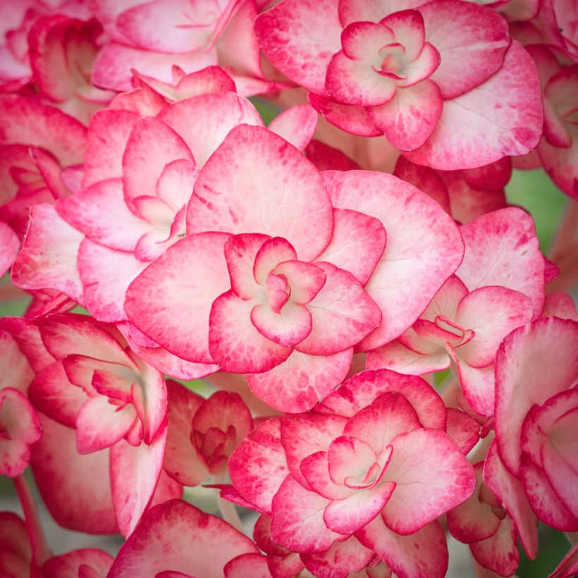 Hortensia macrophylla Miss Saori - Hydrangea (Floración)