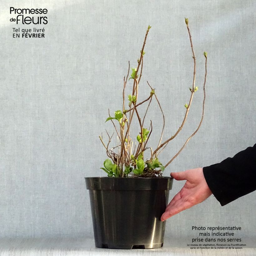 Hortensia macrophylla Mme Emile Mouillière - Hydrangea Maceta 7,5L/10L Ejemplar entregado en invierno