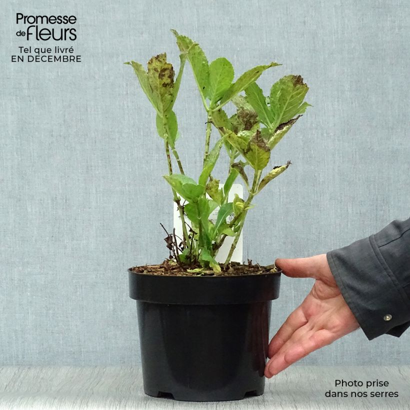 Hortensia macrophylla Mme Emile Mouillière - Hydrangea Maceta 3L/4L Ejemplar entregado en invierno