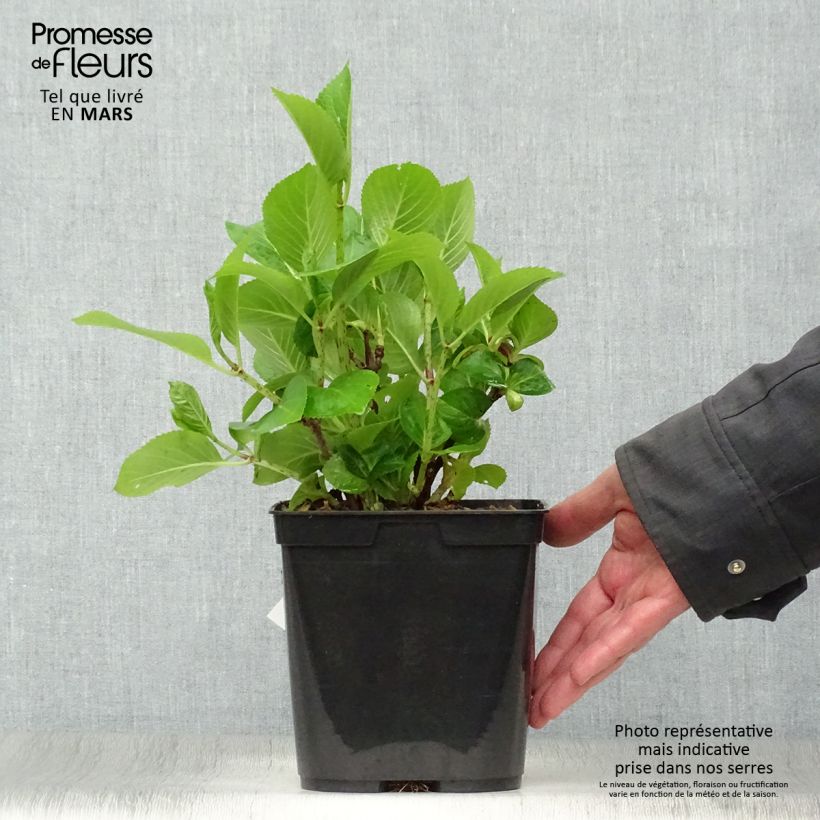 Hortensia macrophylla Mousmee - Hydrangea Maceta 2L/3L Ejemplar entregado en la primavera