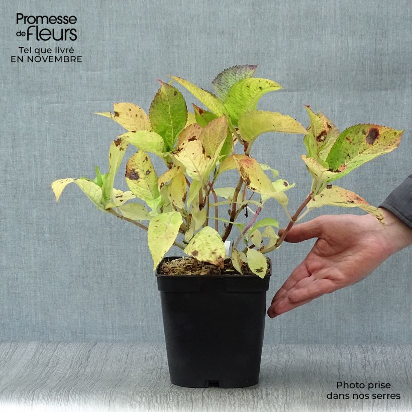 Ejemplar de Hortensia macrophylla Mousseline - Hydrangea Maceta 2L/3L entregado en otoño