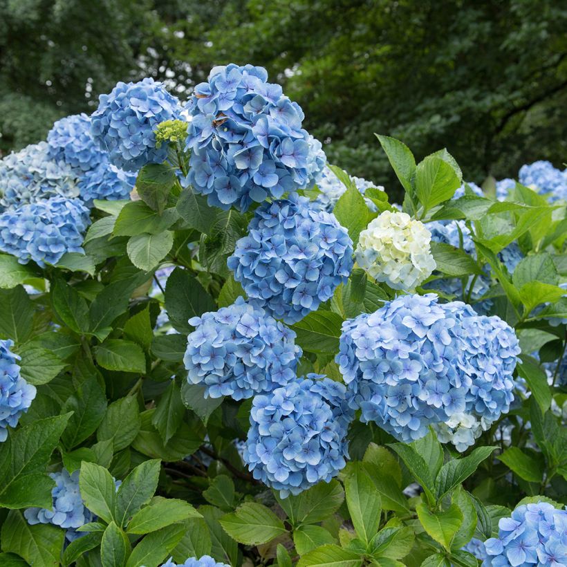 Hortensia macrophylla Mousseline - Hydrangea (Floración)