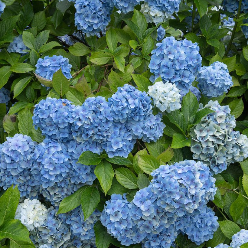 Hortensia macrophylla Mousseline - Hydrangea (Porte)