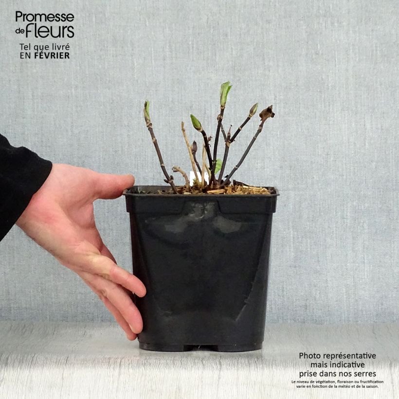 Hortensia macrophylla Nigra - Hydrangea Maceta 2L/3L Ejemplar entregado en invierno