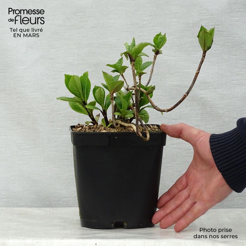 Hortensia macrophylla Nigra - Hydrangea Maceta 2L/3L Ejemplar entregado en la primavera