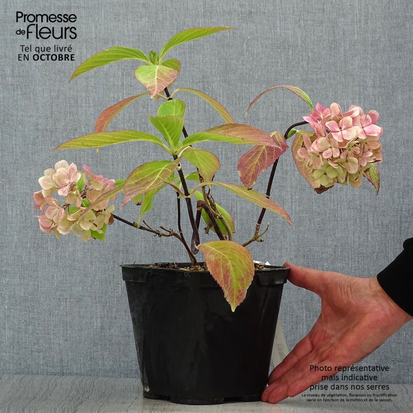 Ejemplar de Hortensia macrophylla Nigra - Hydrangea Maceta 2L/3L entregado en otoño