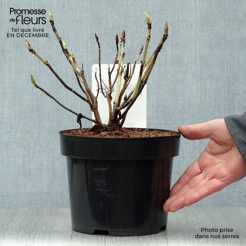 Hortensia macrophylla Nikko Blue - Hydrangea Maceta 2L/3L Ejemplar entregado en invierno