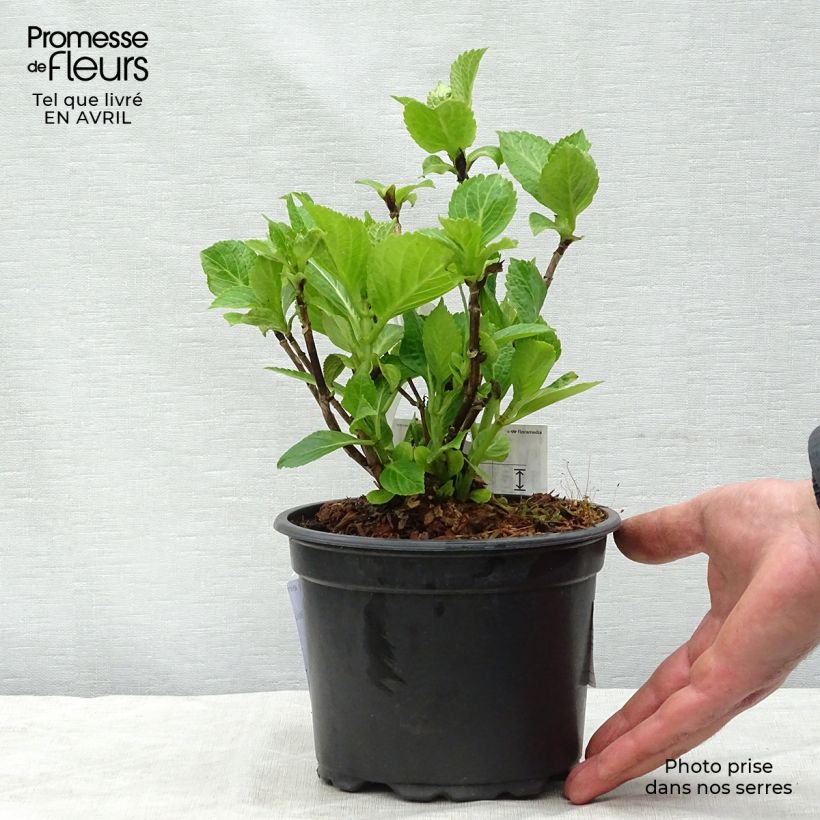 Hortensia macrophylla Nikko Blue - Hydrangea Maceta 2L/3L Ejemplar entregado en la primavera