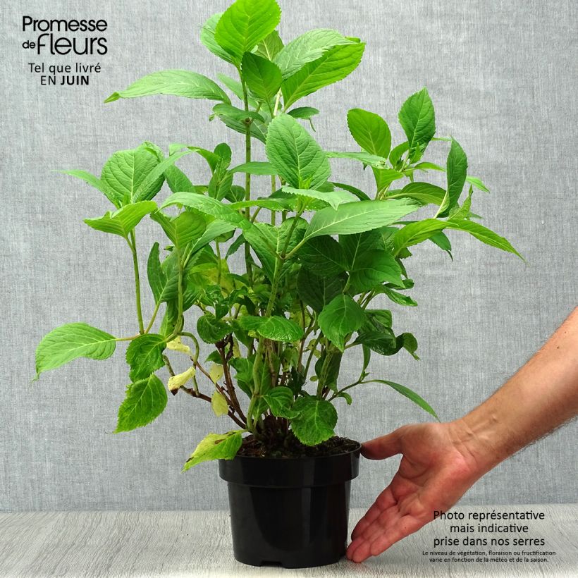 Ejemplar de Hortensia macrophylla Nikko Blue - Hydrangea Maceta 2L/3L entregado en verano