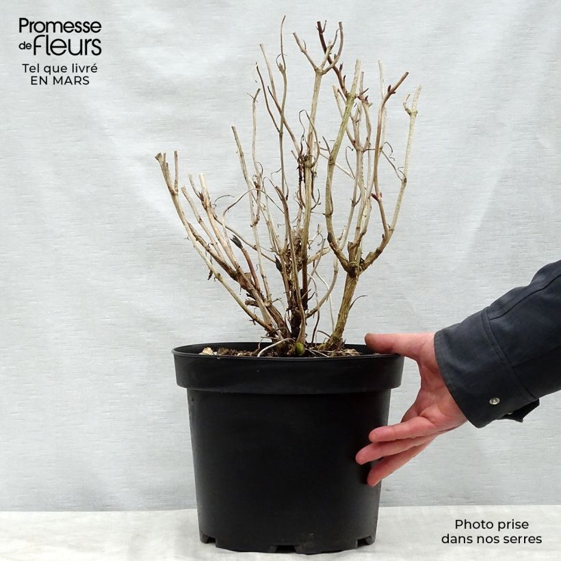 Hortensia macrophylla Nikko Blue - Hydrangea Maceta 7,5L/10L Ejemplar entregado en la primavera