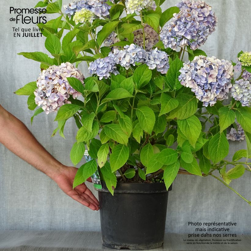 Ejemplar de Hortensia macrophylla Nikko Blue - Hydrangea Maceta 7,5L/10L entregado en verano