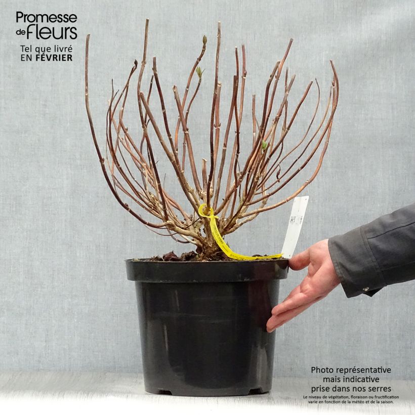 Hortensia macrophylla Nikko Blue - Hydrangea Maceta 7,5L/10L Ejemplar entregado en invierno