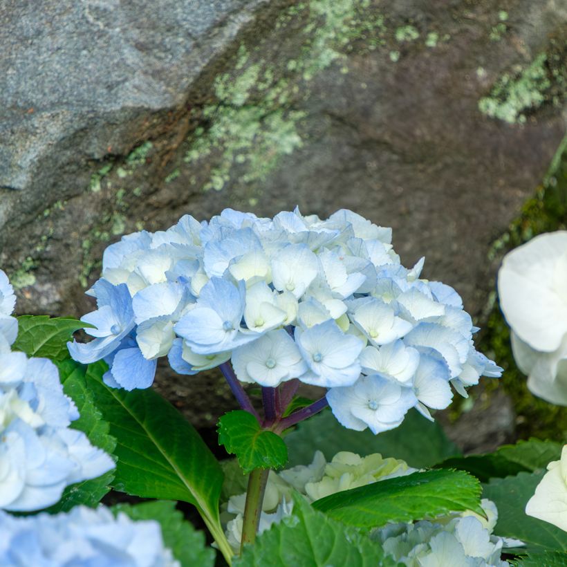 Hortensia macrophylla Nikko Blue - Hydrangea (Floración)