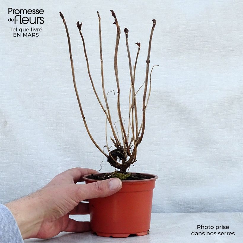 Hortensia macrophylla Nikko Blue - Hydrangea Maceta de 8/9 cm Ejemplar entregado en la primavera