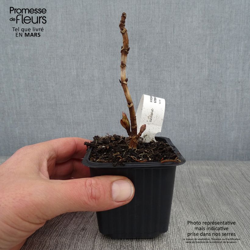 Hortensia macrophylla Nikko Blue - Hydrangea Maceta de 8/9 cm Ejemplar entregado en invierno