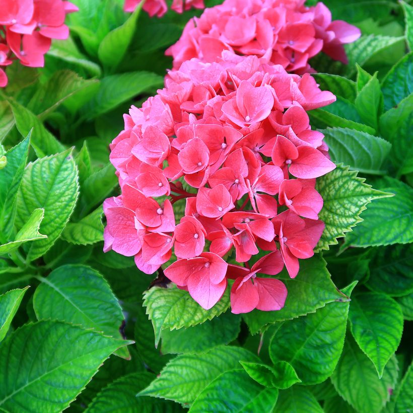 Hortensia macrophylla Pia - Hydrangea (Floración)