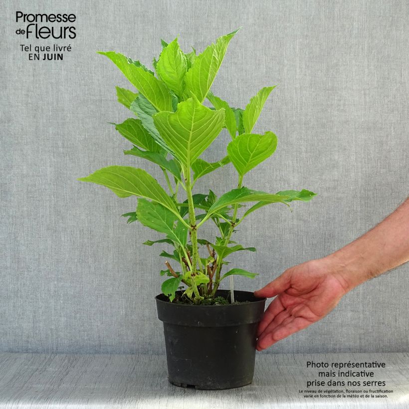 Ejemplar de Hortensia macrophylla Princess Diana - Hydrangea Maceta 3L/4L entregado en verano
