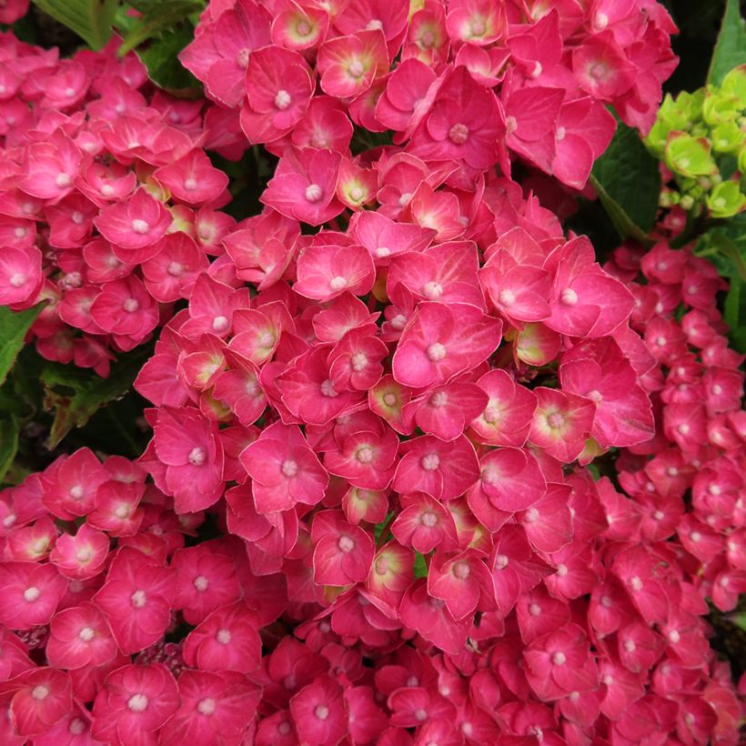 Hydrangea macrophylla Rebellion Choco Love - Hortensia (Floración)