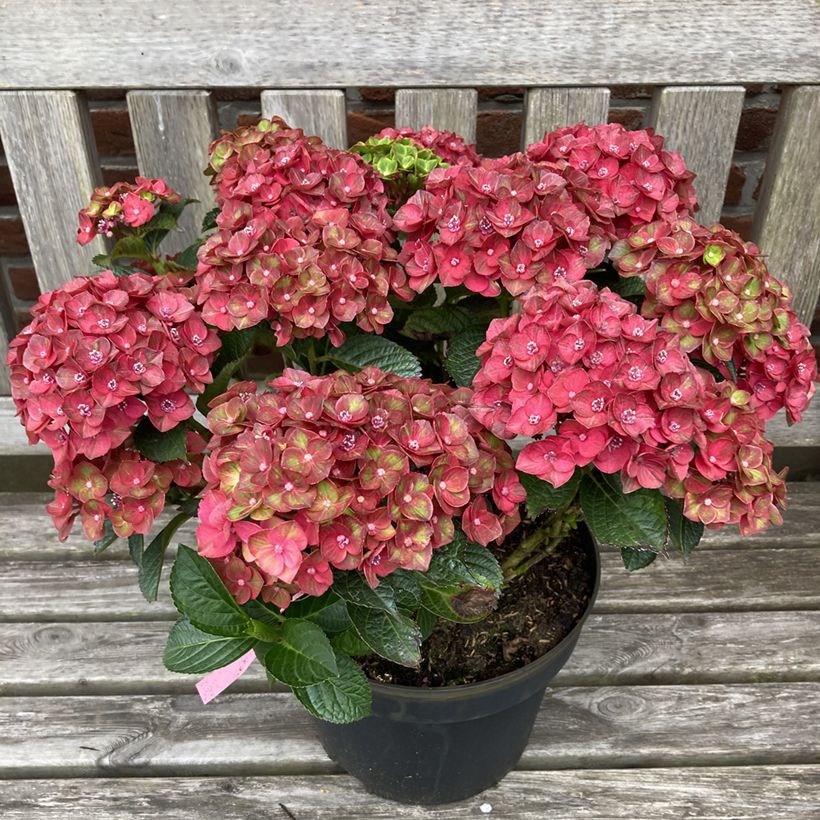 Hydrangea macrophylla Rebellion Choco Love - Hortensia (Porte)