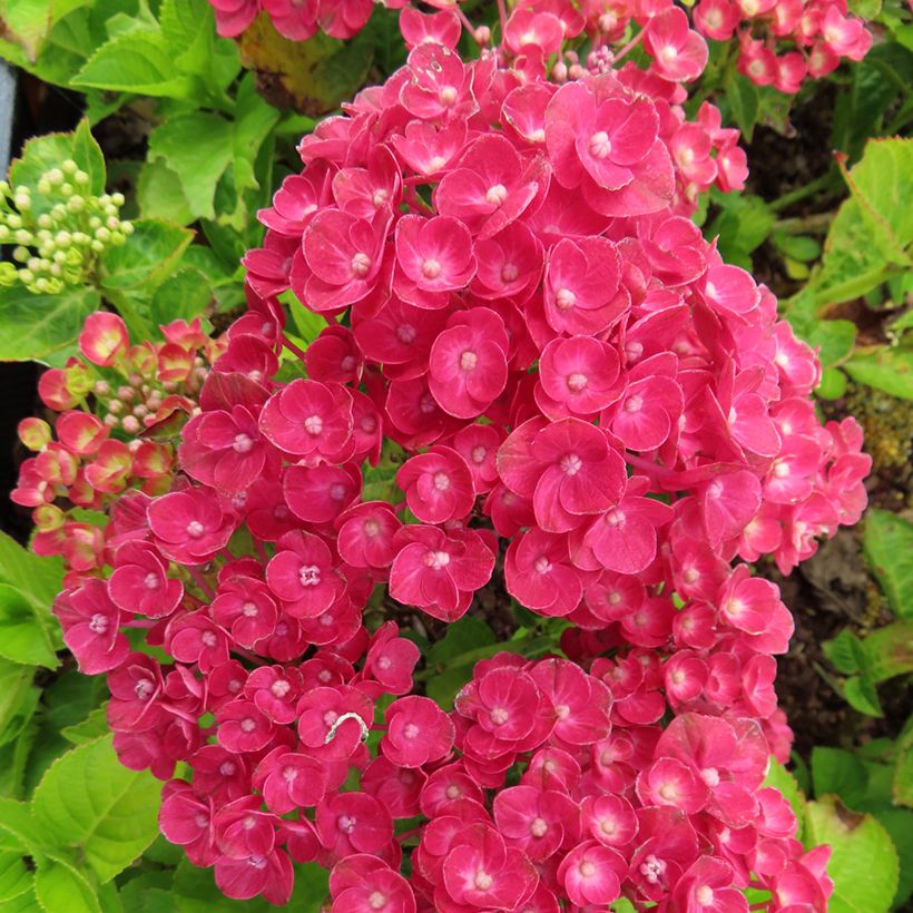 Hydrangea macrophylla Rebellion Ferrari Love - Hortensia (Floración)