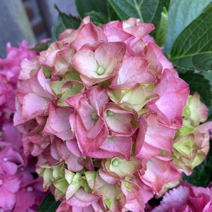 Hydrangea macrophylla Rebellion Pink Love - Hortensia (Floración)